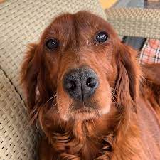 muso irishsetter irishsetterpuppy irishsetterlove irishsetterclub hunde irisch