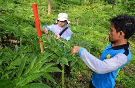 Lantas apa itu tanaman porang? Tanaman Porang Banyak Dicari Kementan Kembangkan Jadi Komoditas Ekspor