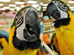 3173 hwy k68 ottawa, ks 66067 and have restructured some of our policies to better serve the community and the animals we care for. Home Pet World Experience Lawrence Ks