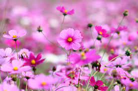 Download hd wallpapers for free on unsplash. 3000x2000 Desktop Wallpaper Hd Full Screen Nature Stepwallpaper Com Source Purple Flowers Wallpaper Beautiful Flowers Images Best Flower Wallpaper