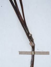 Image result for Gastrodia ballii