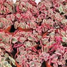 See more ideas about succulents garden, succulents, plants. Succulents Costa Farms