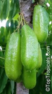 Image result for Deinbollia sp. A