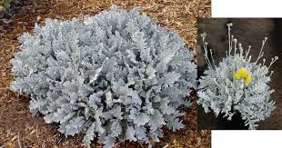 Image result for Centaurea ragusina