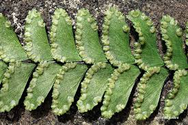 Image result for Adiantum incisum