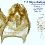 Image result for Stigmella lapponica