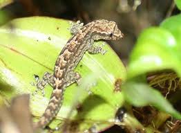 Mourning Gecko Juvenile Gecko Gecko Vivarium Cute Gecko