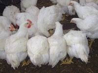 Descendante de la race de poule anglaise sussex, c'est une excellente pondeuse et couveuse. Poule En Picardie Annonces De Poules