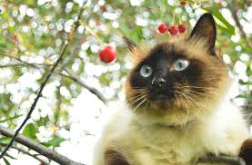 In the article below, we will provide you with details on their prices, best websites and breeders to find balinese kittens for sale. 10 Rare Cat Breeds
