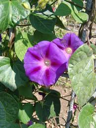 Image result for Ipomoea tenuipes