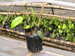 Paprika segar biasanya bertahan sekitar satu hingga dua minggu di dalam peti sejuk. 8 Cara Menanam Lada Teknik Stek Pendek Agar Hasil Panen Melimpah