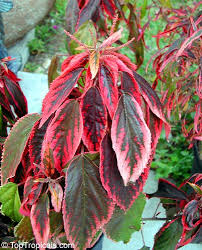 Image result for Acalypha segetalis