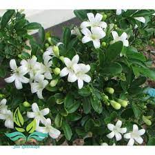 Detail bunga kemuning mp3 dapat kamu nikmati dengan cara klik tombol download mp3 di bawah. Jual Tanaman Hias Bunga Kemuning Terbaru Juni 2021 Blibli