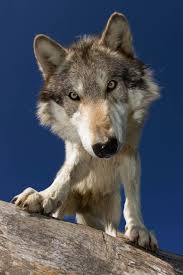 Animals Wolf Park Animals Wild Dogs Animals Wild