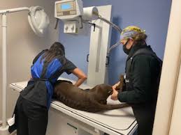 9,323 dental hygienist jobs available on indeed.com. Emergency Animal Hospital San Antonio Tx Night Watch