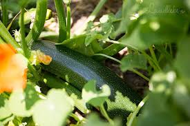 Zucchini Anbauen Die Komplett Anleitung Meine Tipps Vom Landleben