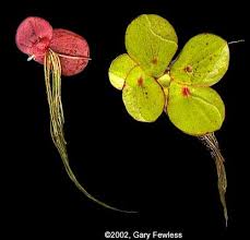 Image result for Spirodela