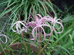 Image result for Ammocharis