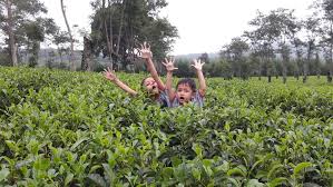Kebun teh wonosari malang jawa timur. Kebun Teh Wonosari Malang Wisata Botani Di Jawa Timur 2