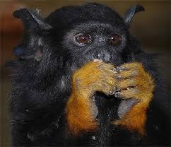 Gold Handed Tamarin Midas Wild Animals Pictures Animals Animal Lover