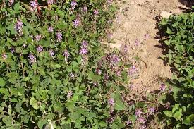 Image result for Desmodium intortum