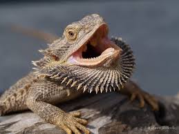 Watch the video explanation about how to give a baby bearded dragon a bath !! How To Calm Down Destress Bearded Dragons Mypetcarejoy