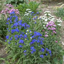Image result for Anchusa