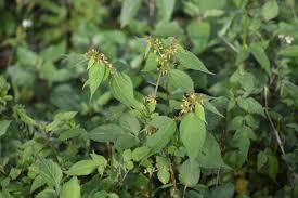 Image result for Triumfetta annua