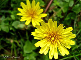 Image result for Crepis