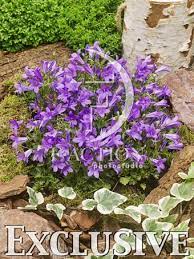 Maybe you would like to learn more about one of these? Portenschlagiana Resholt Variety Botanical Stockphoto F Views