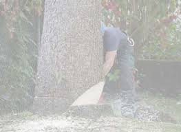 Beim fällen von bäumen oder schneiden von hecken können auch für privatleute besondere zeitliche einschränkungen gelten. Baum Fallen In Goch Baumfallung