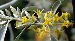 This yellow flower has four points and grows on a large tree. Pca Alien Plant Working Group Russian Olive Elaeagnus Angustifolia