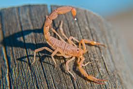 How Does a Scorpion Decide When to Sting? - JSTOR Daily