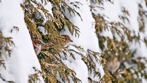 A little winter prevention can go a long way to protecting your cedar hedges during the cold season. Yard Tips Hedgehog Cedar Pros