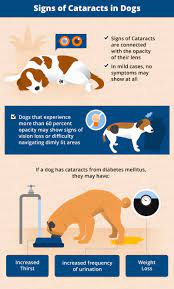 Recognizing & Treating Cataracts In Dogs | Canna-Pet