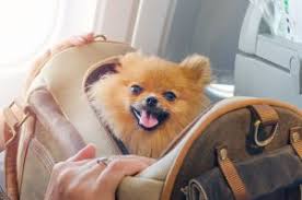 Pet travel with a puppy. Traveling With A Puppy On A Plane What You Need To Know To Get To Your Destination