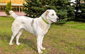 Read our central asian shepherd buying advice page for information on this dog breed. Central Asian Shepherd Dog Breed Facts Highlights Buying Advice Pets4homes