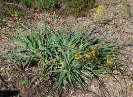 Image result for Bulbine asphodeloides