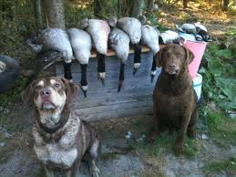 Find the perfect chesapeake bay retriever puppies from all over the world! Breeders Of Chesapeake Bay Retrievers Ball Bluff Kennels