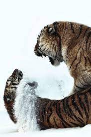 Untitled Pretty Dogs Animals Wild Wild Cats