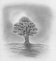 Einfache bilder zum nachmalen mit bleistift. Laub Baum Zeichnen Lernen Zeichenkurs