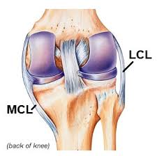 Knee Ligaments Cruciates Collaterals Knee Pain Explained