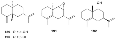 Image result for Siphonochilus parvus