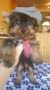 Dog clothes winter hoodie chihuahua clothes dog clothing for puppy yorkie coat. Male Yorkie Puppy Puppies For Sale Phoenix Az Shoppok