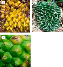 Image result for Pandanus candelabrum