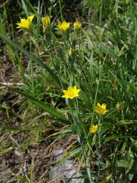 Image result for Congolanthus longidens