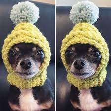 Chartreuse Knit Wool Hat For Small Dog Puppy Hood Etsy Dog Clothes Diy Dog Beanie Diy Dog Stuff