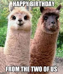 The Quest For The Most Hilarious Happy Birthday Meme Cute Baby Animals Animals Llama Pictures