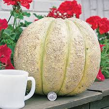 Just like when we are choosing our life companions, plants also need other plants that would let them thrive and grow throughout their lifespan. Gurney S Giant Improved Hybrid Cantaloupe Gurney S Seed