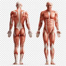 Pain that radiates to your legs, buttock, or thigh areas. Human Anatomy S Positive Back Muscle Structure Png Pngwing